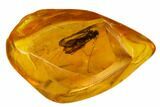 Detailed Fossil Caddisfly (Trichoptera) In Baltic Amber #109438-1